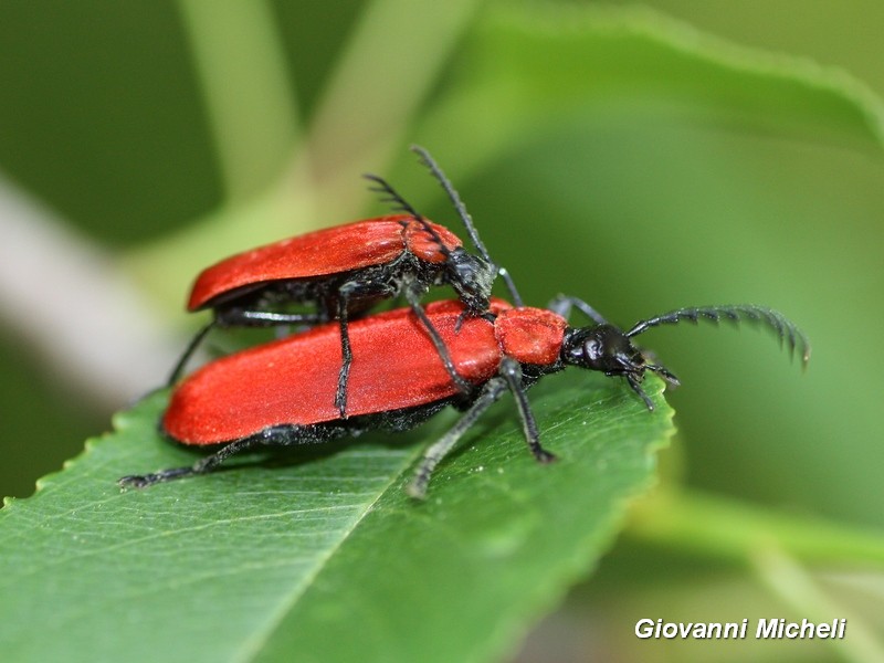 Pyrochroidae:  Pyrochroa coccinea M e F